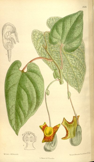 Aristolochia moupinensis by J.N. Fitch